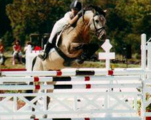 stallion Lehid des Vauts (Connemara Pony, 1999, from Idenoir)