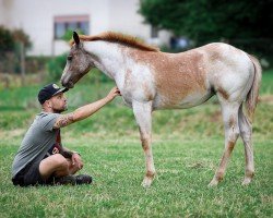 foal TX Redroanatfullmoon (Quarter Horse, 2024)