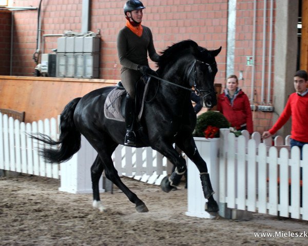 dressage horse Flanissimo (Rhinelander, 2010, from Flanagan)