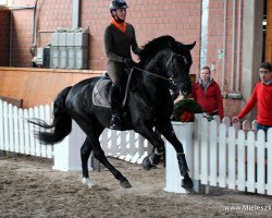 dressage horse Flanissimo (Rhinelander, 2010, from Flanagan)