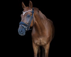 dressage horse Blumenkönig (Deutsches Sportpferd, 2018, from Bernay)