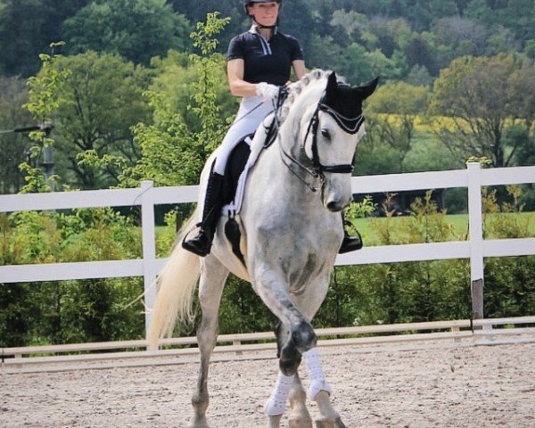 dressage horse Grafit 15 (Pura Raza Espanola (PRE), 2016)