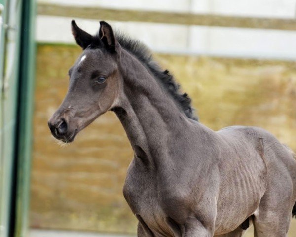 foal by Hengst von Feliciano / Totilas (Oldenburg, 2024, from Feliciano)