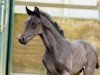 foal by Hengst von Feliciano / Totilas (Oldenburg, 2024, from Feliciano)