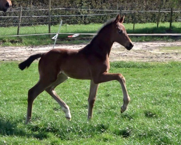 foal by Stute von V-Power / Indian Rock (Oldenburg, 2024, from V-Power)