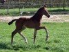 foal by Stute von V-Power / Indian Rock (Oldenburg, 2024, from V-Power)