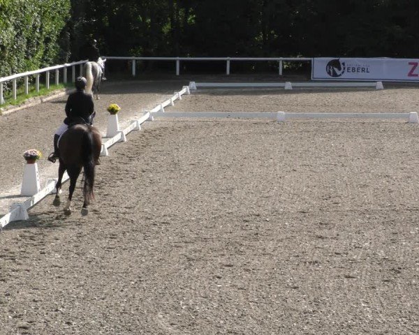 Reitturnier Zillhofen/Obb. 2024
