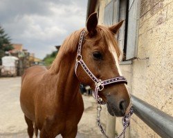 Dressurpferd Valentin 131 (Deutsches Reitpony, 2009, von Hagelkruis Valentijn)