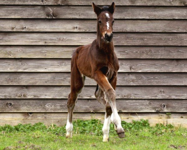 foal by Gajano vom Derkingshof (Westphalian, 2024, from Goldberg 15)