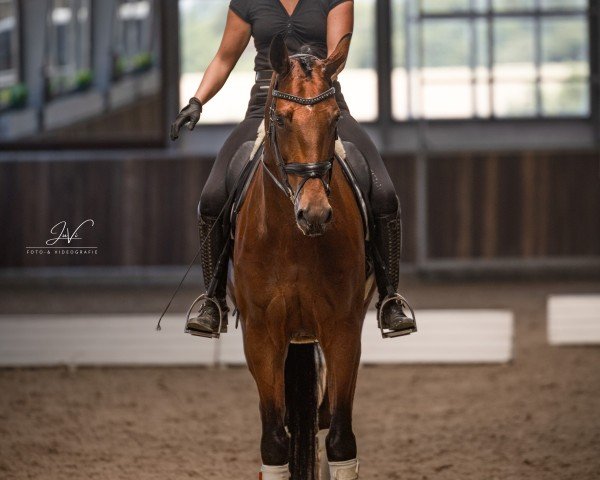 Dressurpferd Ontario W (KWPN (Niederländisches Warmblut), 2019, von Glamourdale)