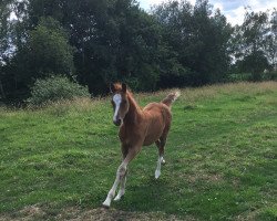 Dressurpferd Birkenhain Gwendolyn in red (Deutsches Reitpony, 2019, von Cooper County WE)