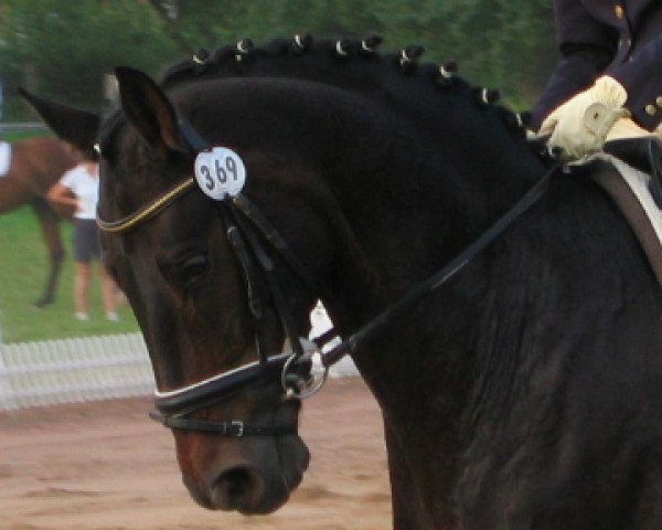 dressage horse Sinopoli 2 (Oldenburg, 1997, from Sandro Hit)