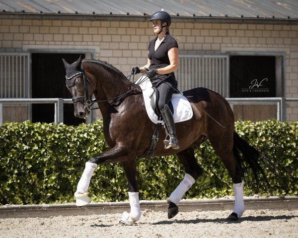 dressage horse Famoso 11 (German Sport Horse, 2018, from Freiherr von Stein)