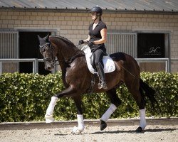 dressage horse Famoso 11 (German Sport Horse, 2018, from Freiherr von Stein)