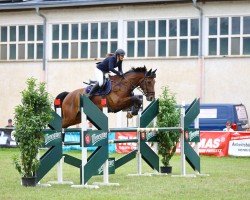 jumper Carlson (German Sport Horse, 2017, from Campitello)