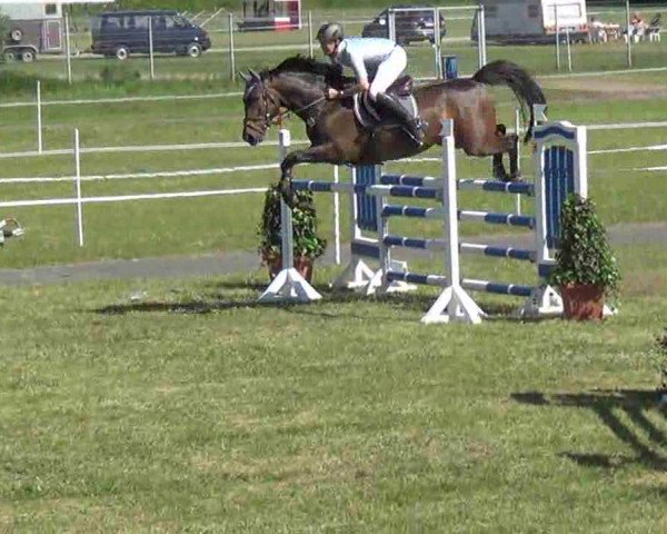Nord-Ost-Pferd 2013