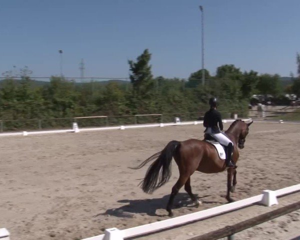 Reitturnier Großbardorf/Ufr. 2024