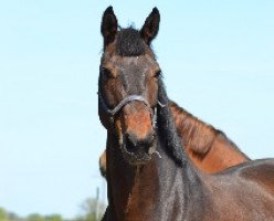 dressage horse Chantre (Westfale, 2008, from Continus Grannus)