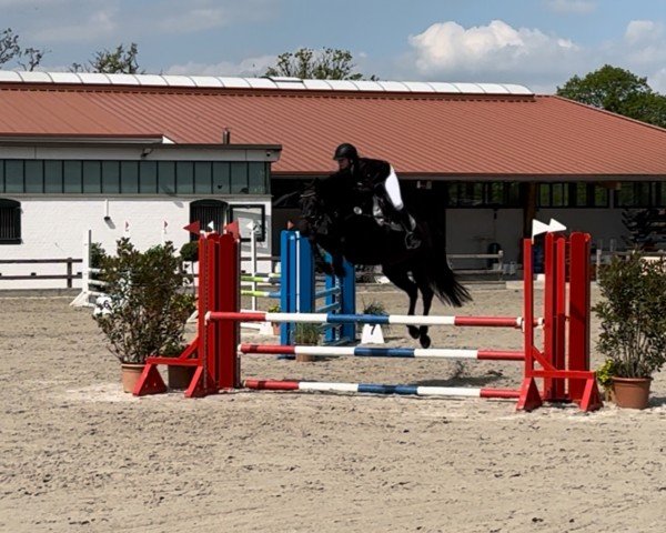 jumper LADY BELLA 2 (Holsteiner, 2018, from Cornetino 231 FIN)