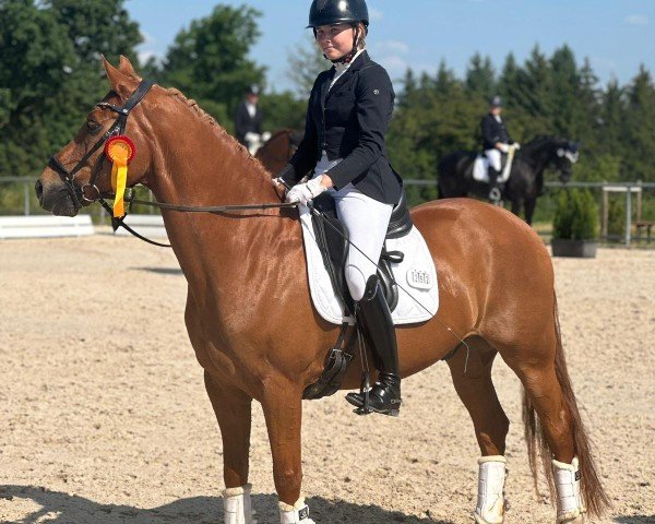 dressage horse Proud Dante Mio (German Riding Pony, 2004, from Dexter)