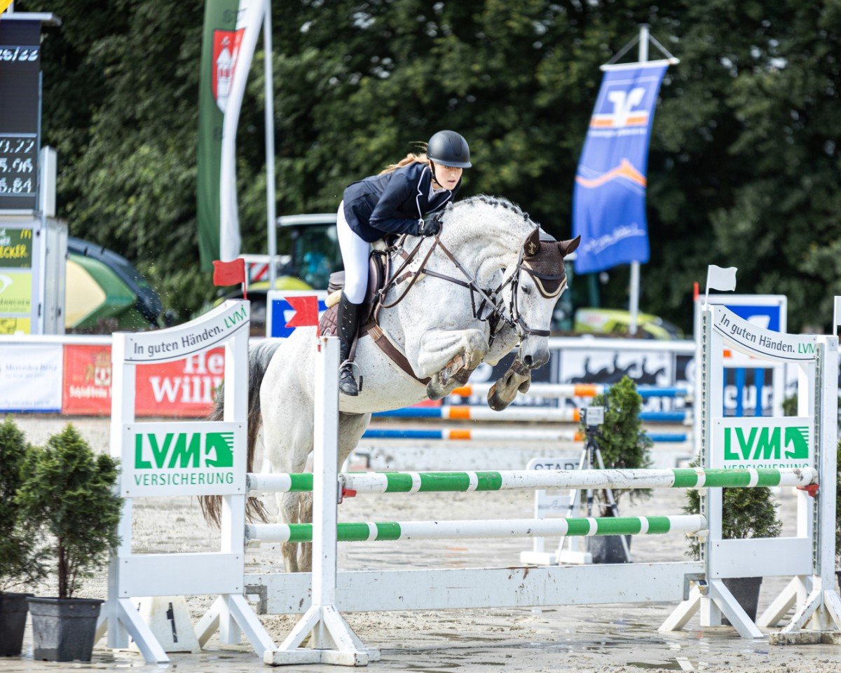 jumper Little Lady B (Westphalian, 2013, from Last Man Standing)