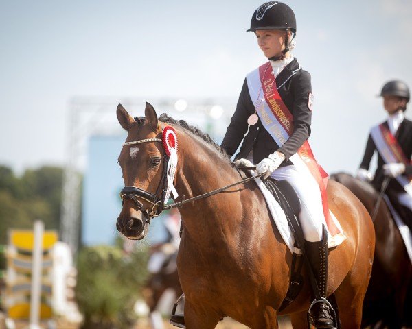 dressage horse Carl Chester (German Riding Pony, 2015, from Cosmopolitan NRW)