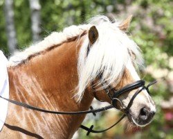 dressage horse Maximus 15 (Haflinger, 2009, from liz. 121/T Walddorf)