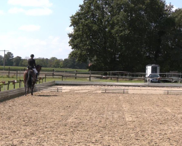 Reitturnier Ostbevern 2024