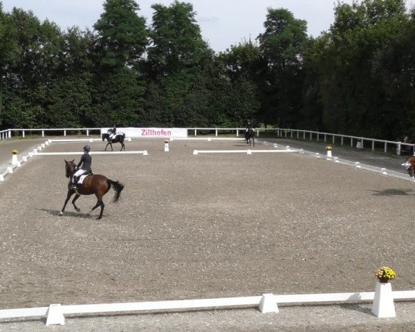 Reitturnier Zillhofen/Obb. 2024