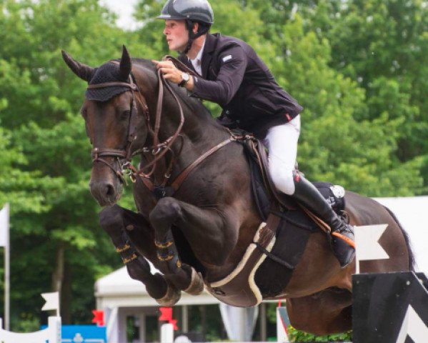 stallion Carlow van de Helle (Holsteiner, 2007, from Caretino)