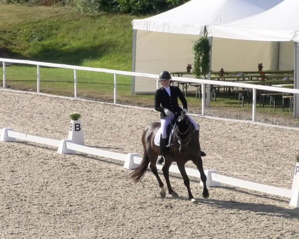 Reitturnier Bülach 2024