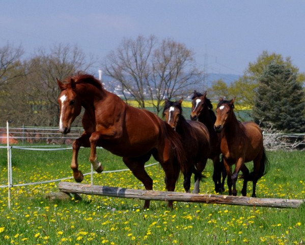 dressage horse Drachentänzer (Westphalian, 2013, from Dankeschön)