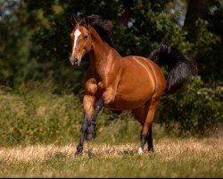 broodmare Freya (Hanoverian, 2011, from Levisonn 208 FIN)