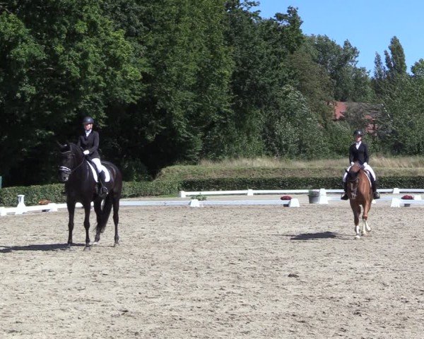 Reitturnier Werne 2024