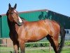 broodmare Amber 135 (Westphalian, 2013, from A La Carte NRW)