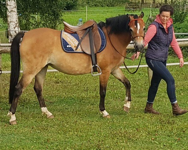 Zuchtstute Menai Mary-Ann (Welsh Pony (Sek.B), 2019, von Newtonhill Naughty Boy Charlie)