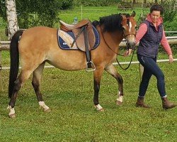 Zuchtstute Menai Mary-Ann (Welsh Pony (Sek.B), 2019, von Newtonhill Naughty Boy Charlie)