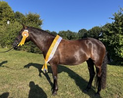 dressage horse Oxana 42 (Lewitzer, 2018, from Rudolphitals Oslo T)