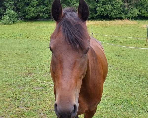 dressage horse Thiana (German Riding Pony, 2019, from Totilas)