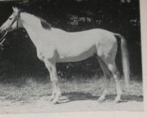 stallion Pokal (Trakehner, 1942, from Fetysz 1924 ox)