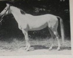 stallion Pokal (Trakehner, 1942, from Fetysz ox 1924)