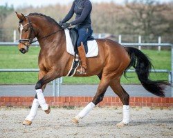 dressage horse European Bachelor VEC (Oldenburg, 2014, from Escolar)