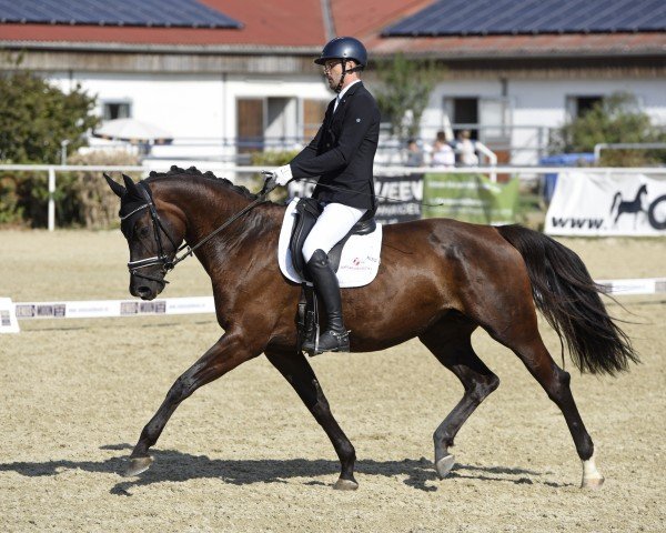 broodmare Malibu Kiss (Oldenburg, 2018, from E.H. Millennium)