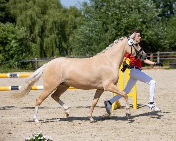 broodmare Dein ist mein ganzes Herz (Dr.Fendrich) (German Riding Pony, 2018, from Dating At NRW)