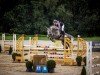 jumper Donatella 111 (Hanoverian, 2017, from Diacontinus)