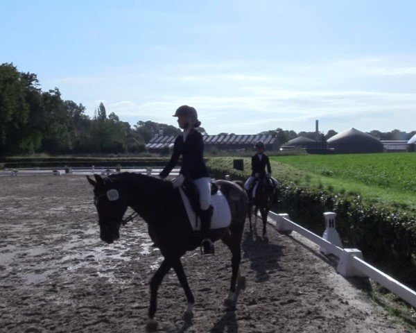 Reitturnier Werne 2024