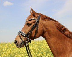 dressage horse Golden Sun 8 (Trakehner, 2001, from Heleris)