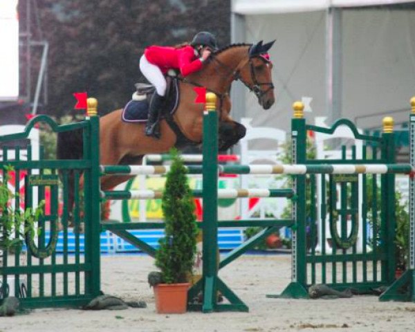 jumper Cupido van 't Schuurke (Belgian Warmblood, 2002, from Thunder van de Zuuthoeve)