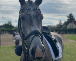 dressage horse Comet 271 (Holsteiner, 2019, from Catch)