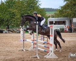 jumper Carlo 558 (German Sport Horse, 2018, from Chapeau Ciaco)